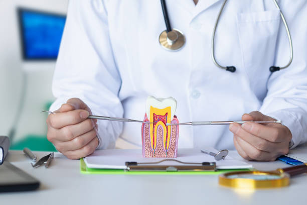 Best Emergency Dental Services for Seniors in Alamo, TN